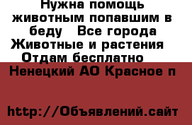 Нужна помощь животным попавшим в беду - Все города Животные и растения » Отдам бесплатно   . Ненецкий АО,Красное п.